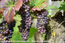 Fietsvakantie aan de Bodensee - Wijn en wijnboeren aan de Bodensee